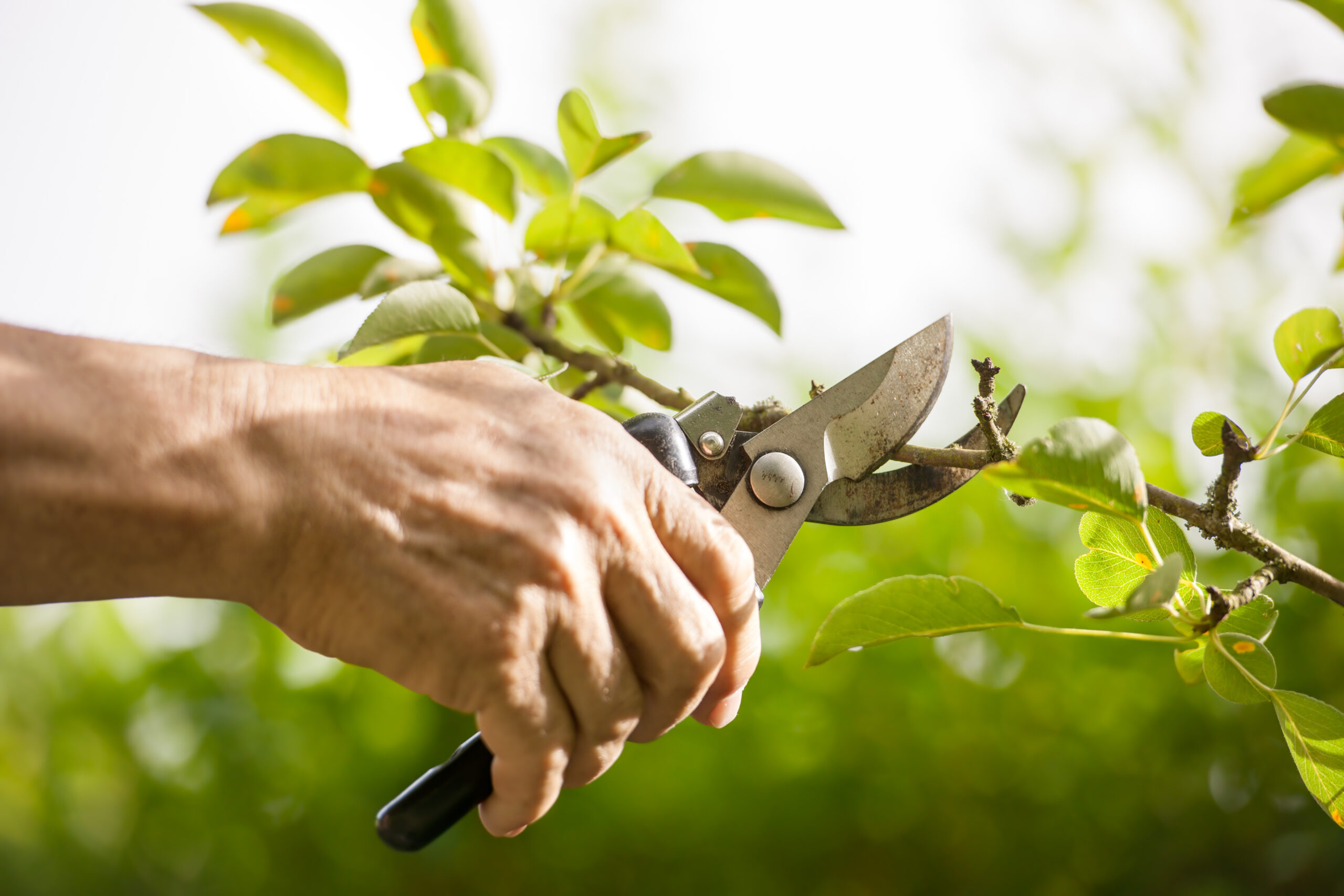 Pruning of trees with secateurs